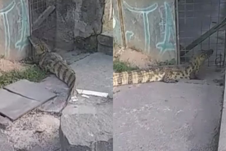Vídeo: Homem imobiliza jacaré de quase dois metros na porta de casa em São Gonçalo