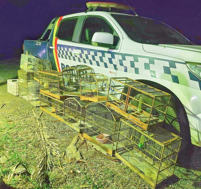 Batalhão ambiental resgatou mais de 8,8 mil animais em dois anos