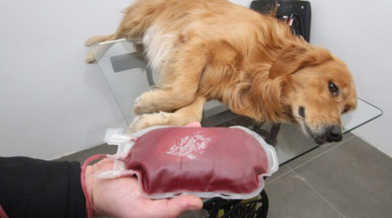 Distrito Federal terá Campanha para doação de sangue de cães e gatos