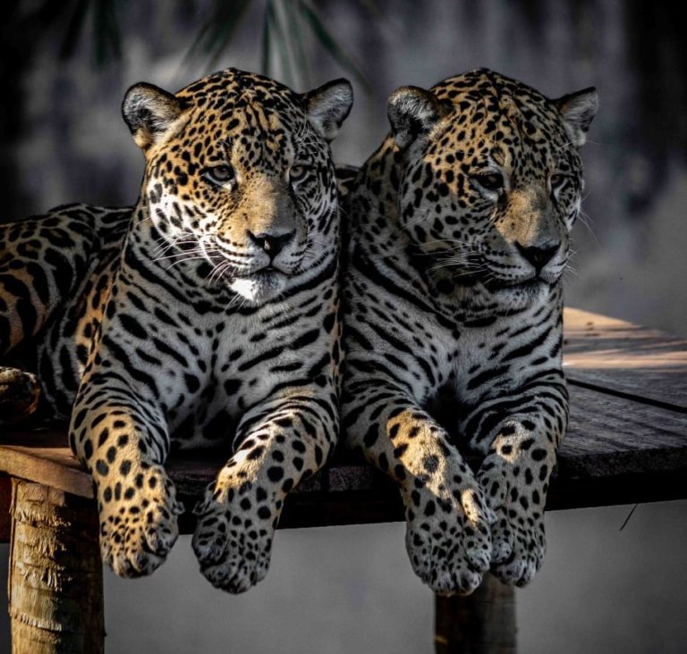 Zoológico reforça segurança em recinto de onças-pintadas