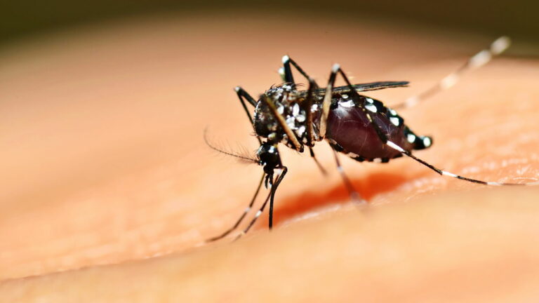 Brasil enfrenta surto de dengue com recorde de casos