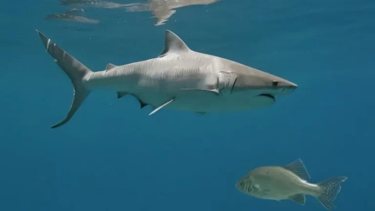 A Tilápia e o Tubarão: um golpe contra o Brasil