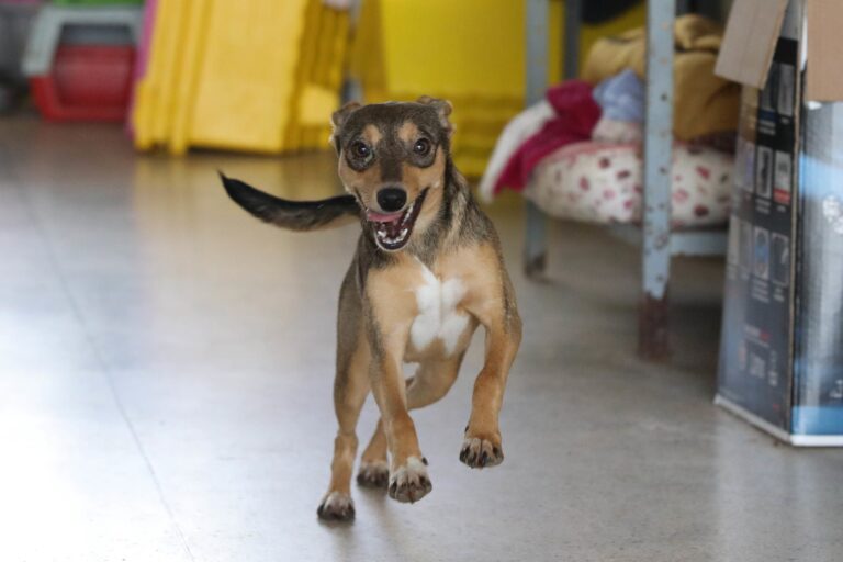 BRB inicia distribuição e pagamento dos créditos dos cartões Ração e Castração