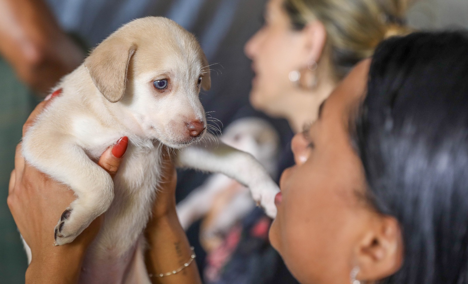 GDF disponibiliza mais de 5 mil vagas para castração gratuita de cães e gatos
